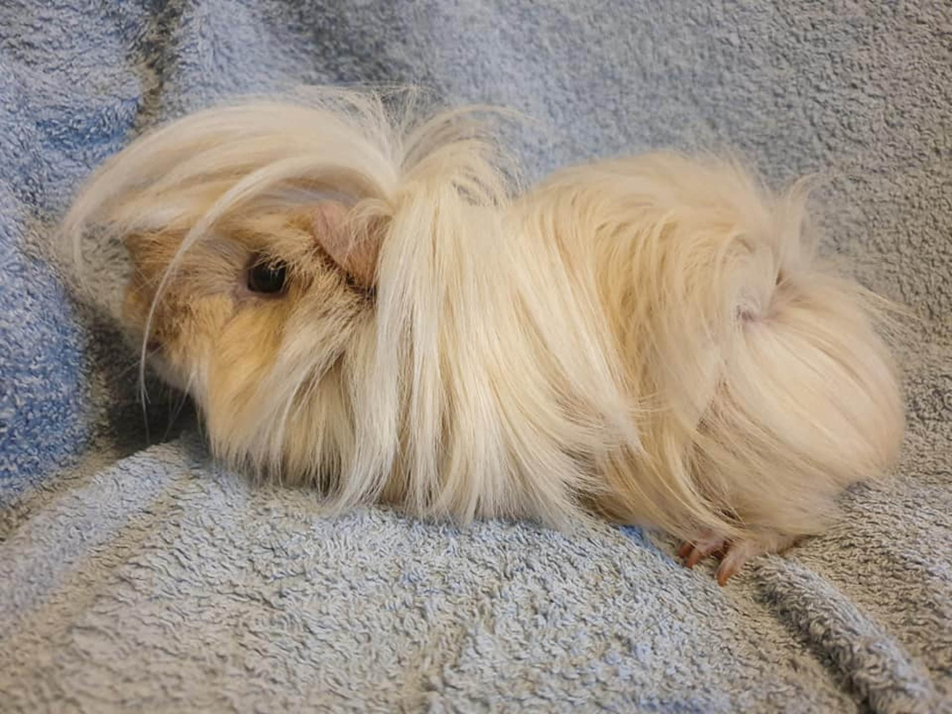 VANILLA(was KEVIN & MIKE) Apr 2020 to Oct 2nd 2021
