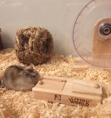 01-12-17 hamster van Danielle en Sophiejpeg