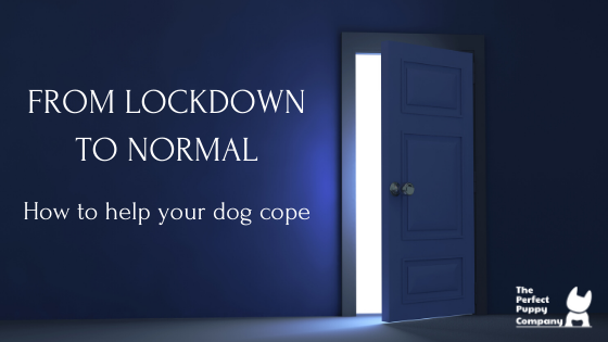 From Lockdown to Normal: how to help your dog cope