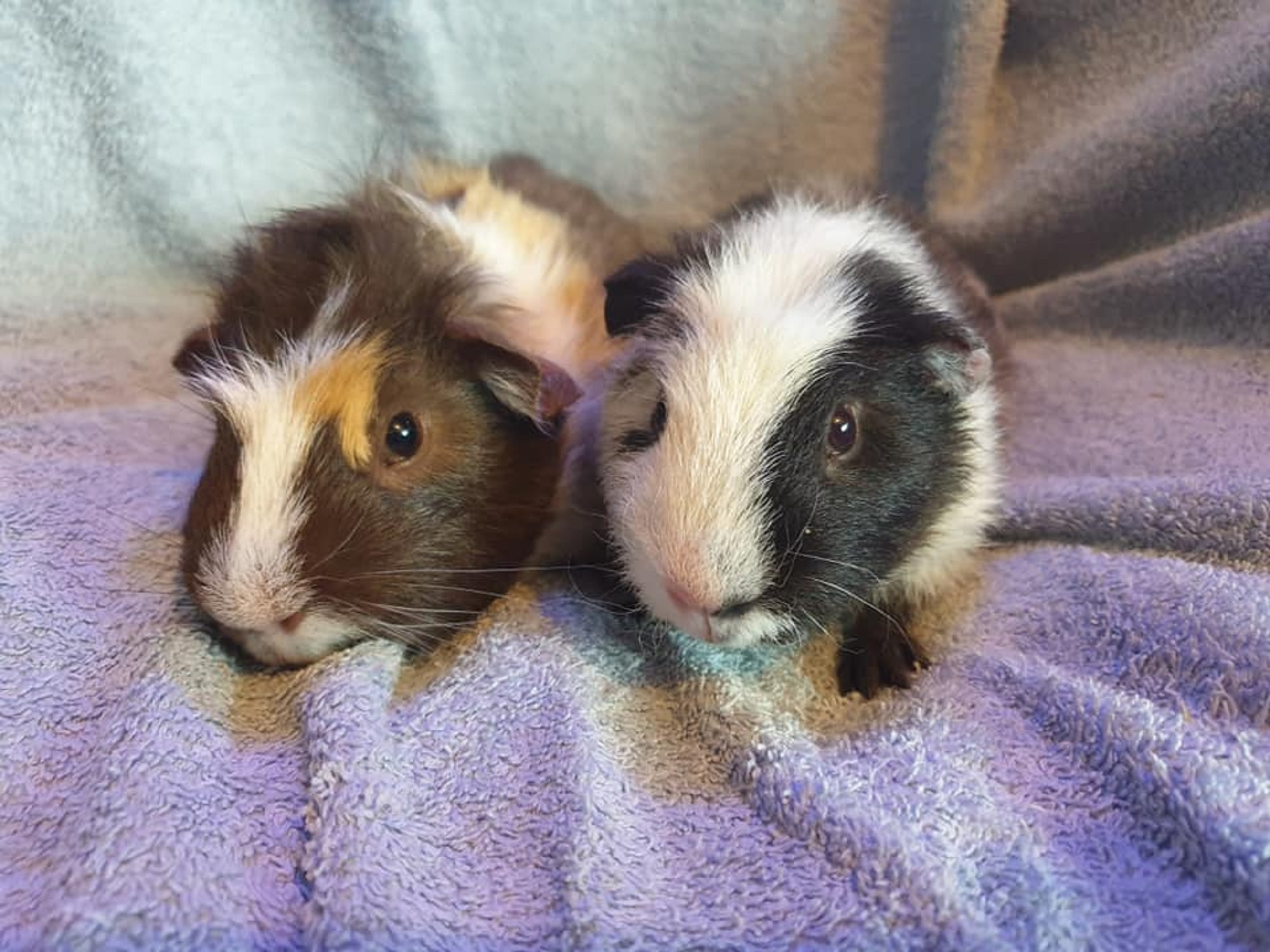 TIMMY & TOMMY (Gizmo & Pepper) August 18th 2020