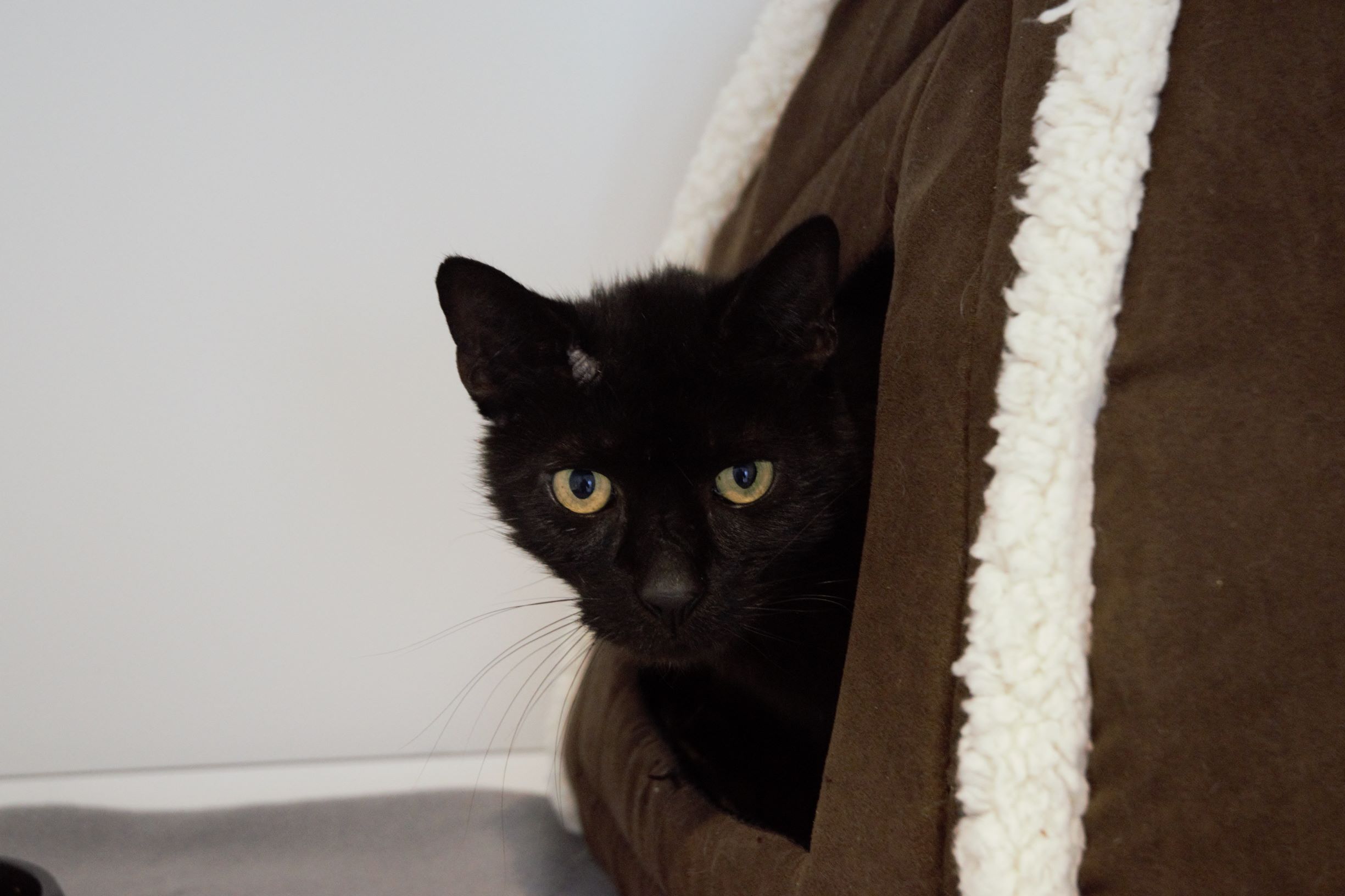 RSPCA Worcester Cats Animal Welfare Animal Cruelty Animal Charity