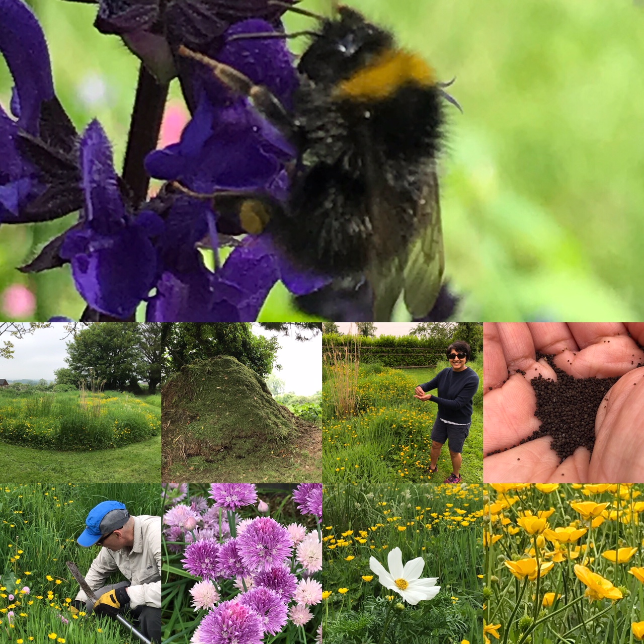 The importance of diversity of wildlife in food production - focus on bees