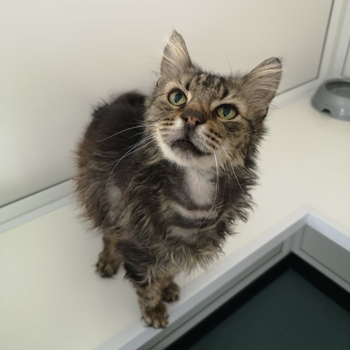 RSPCA Worcester Cats Animal Welfare Animal Cruelty Animal Charity