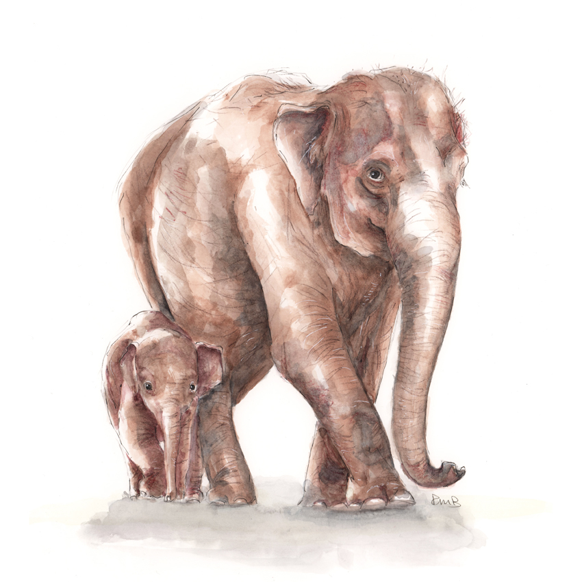 A3 Elephant Watercolour Pencil & Ink Illustration