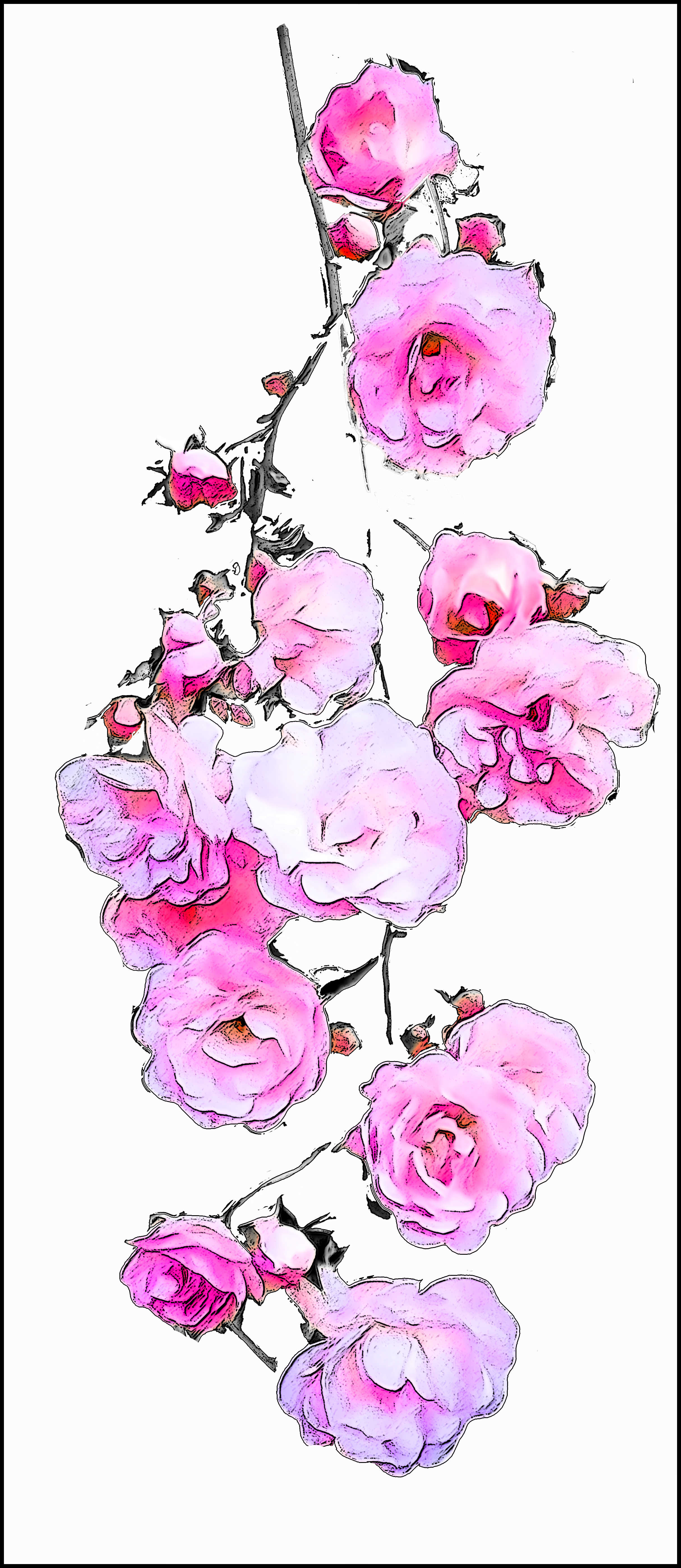 Hanging delightful pink roses
A3+ on Hot Press paper £45