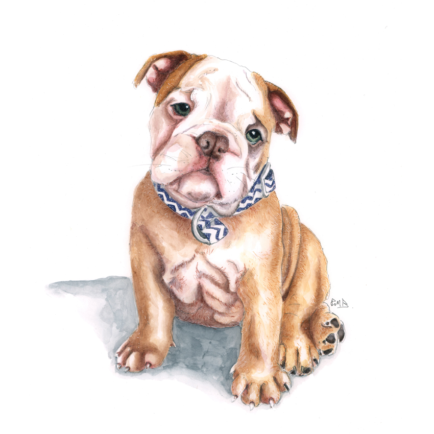 A3 Watercolour Pencil & Ink Puppy Portrait Illustration.