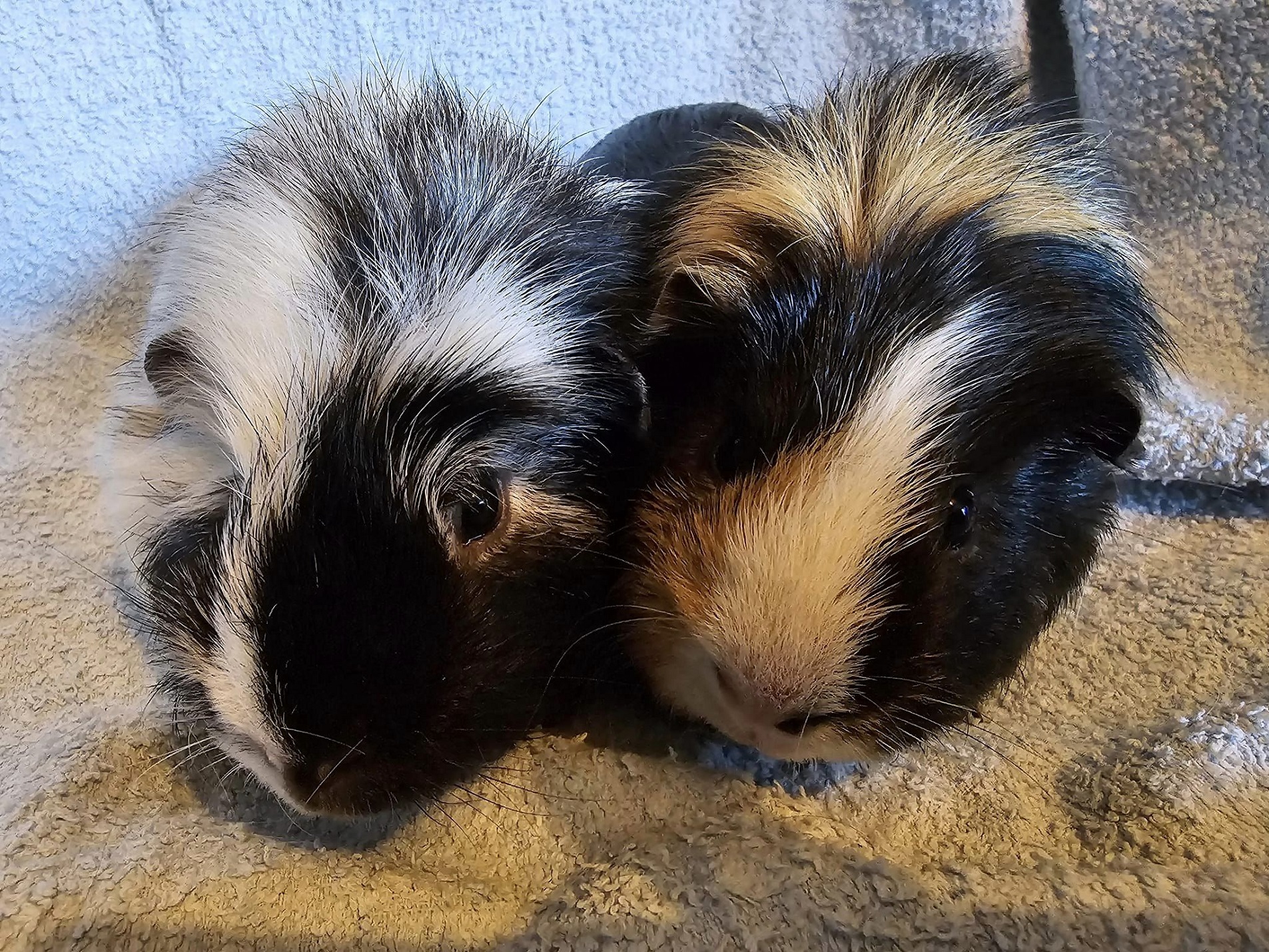 Goose & Winston (Reserved)