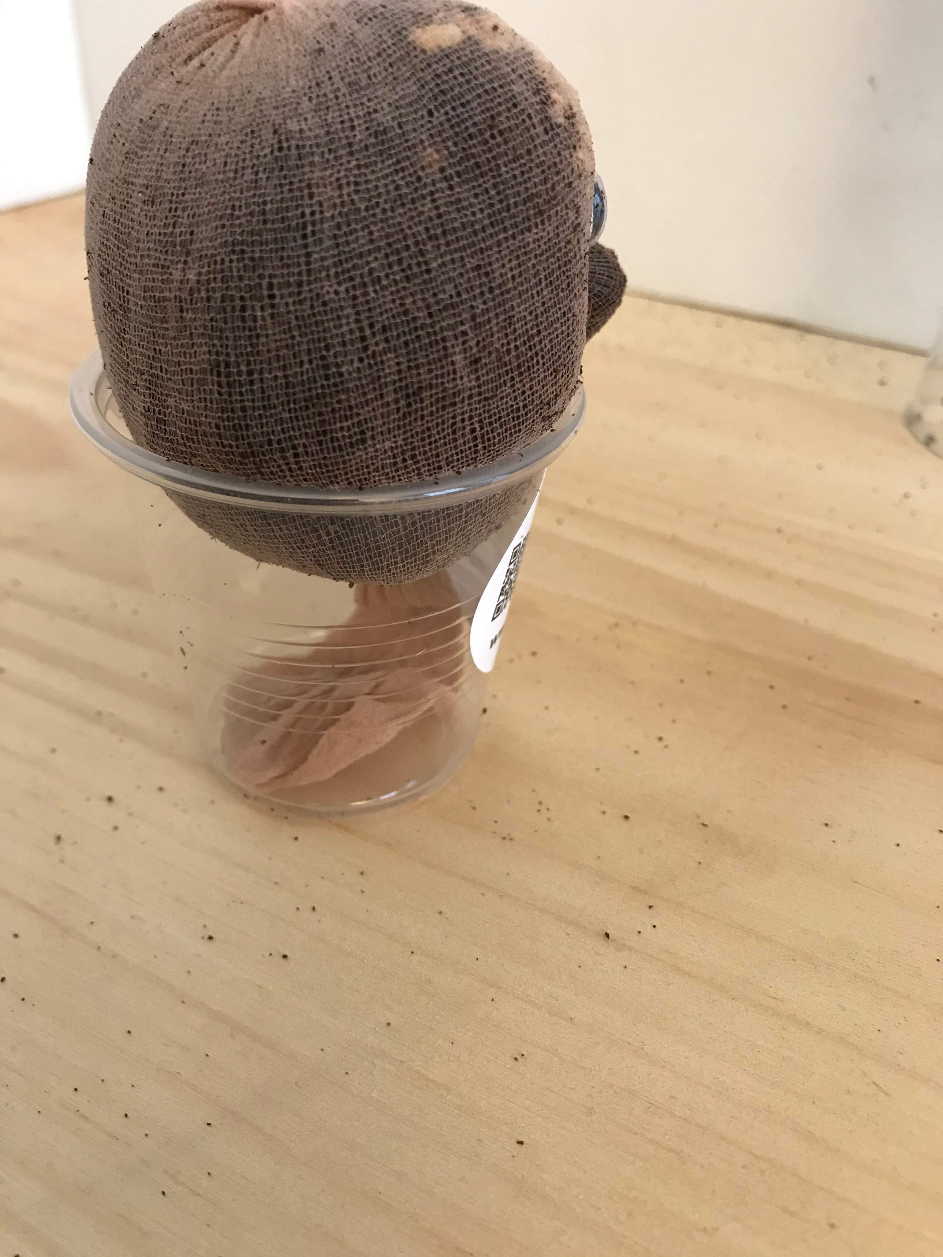 Place him into the cup with the nose resting on the edge with the remaining piece of sock inside the