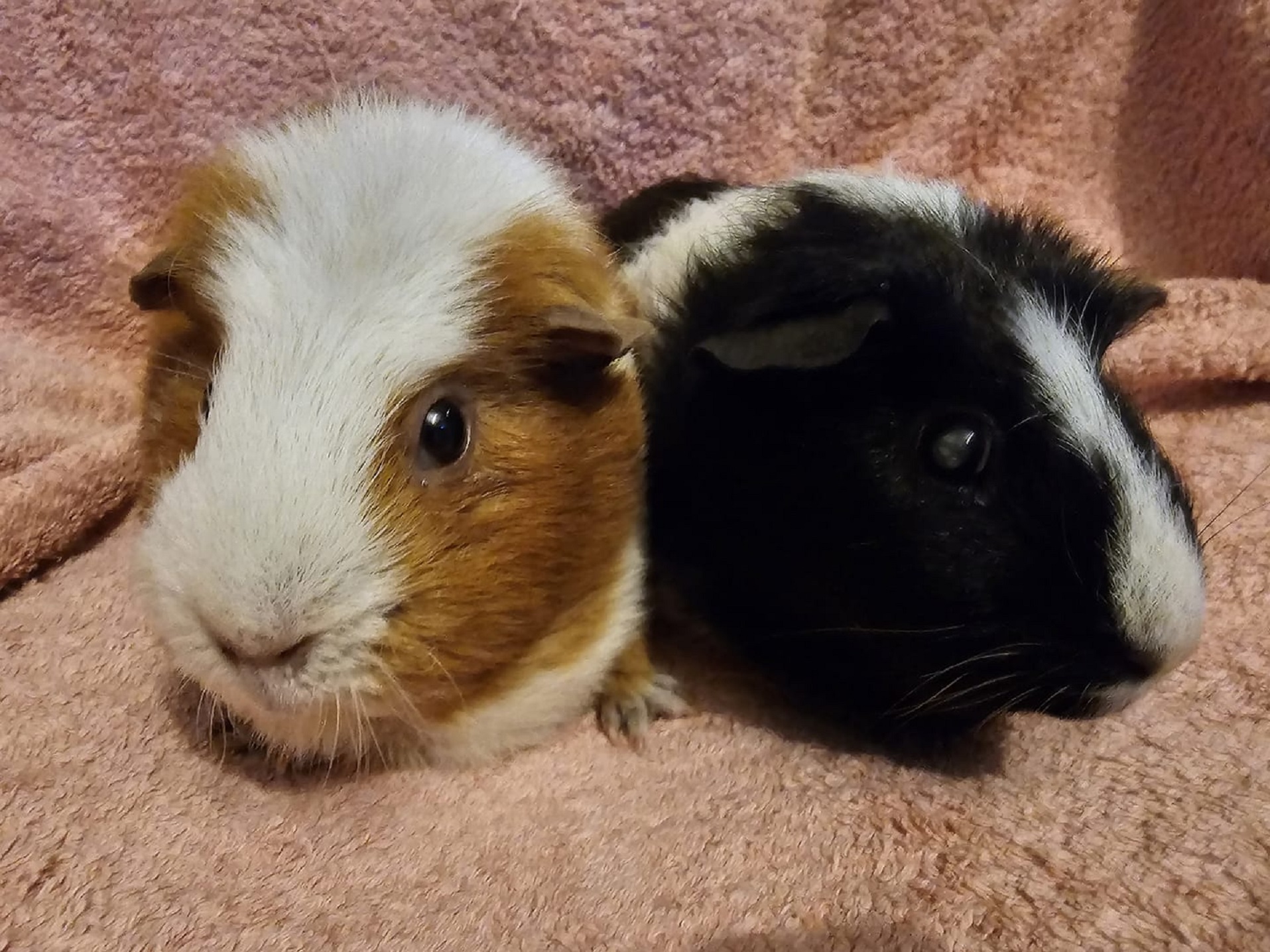 PEANUT & PENNY