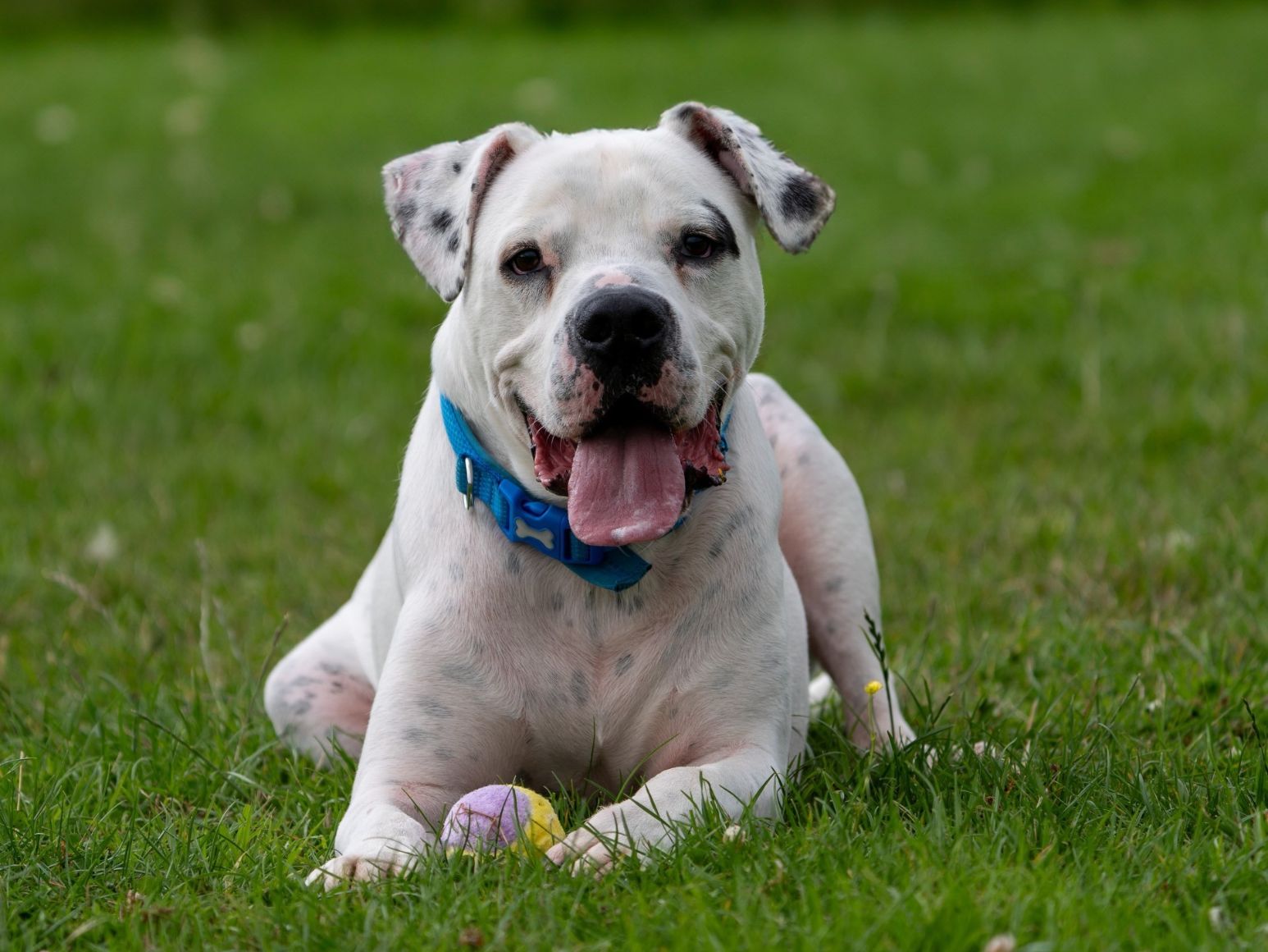 Charlie - Male  - 7 years - American Bulldog