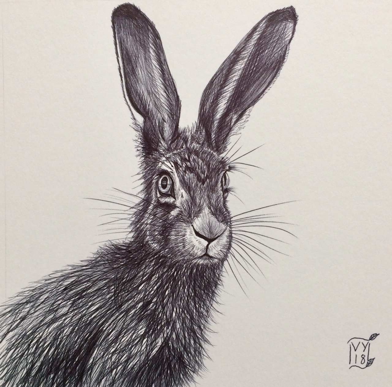 Hare drawing in biro