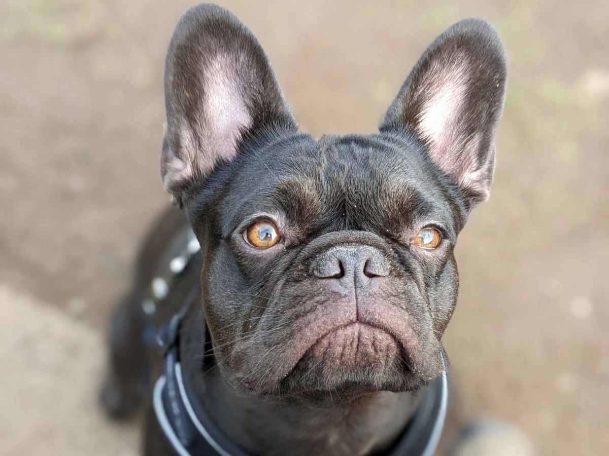 Rupert - Male - 16 months - French Bulldog