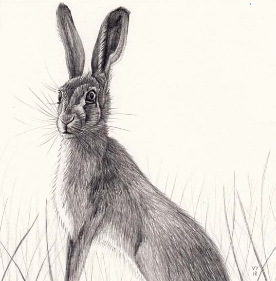 New Hare drawing