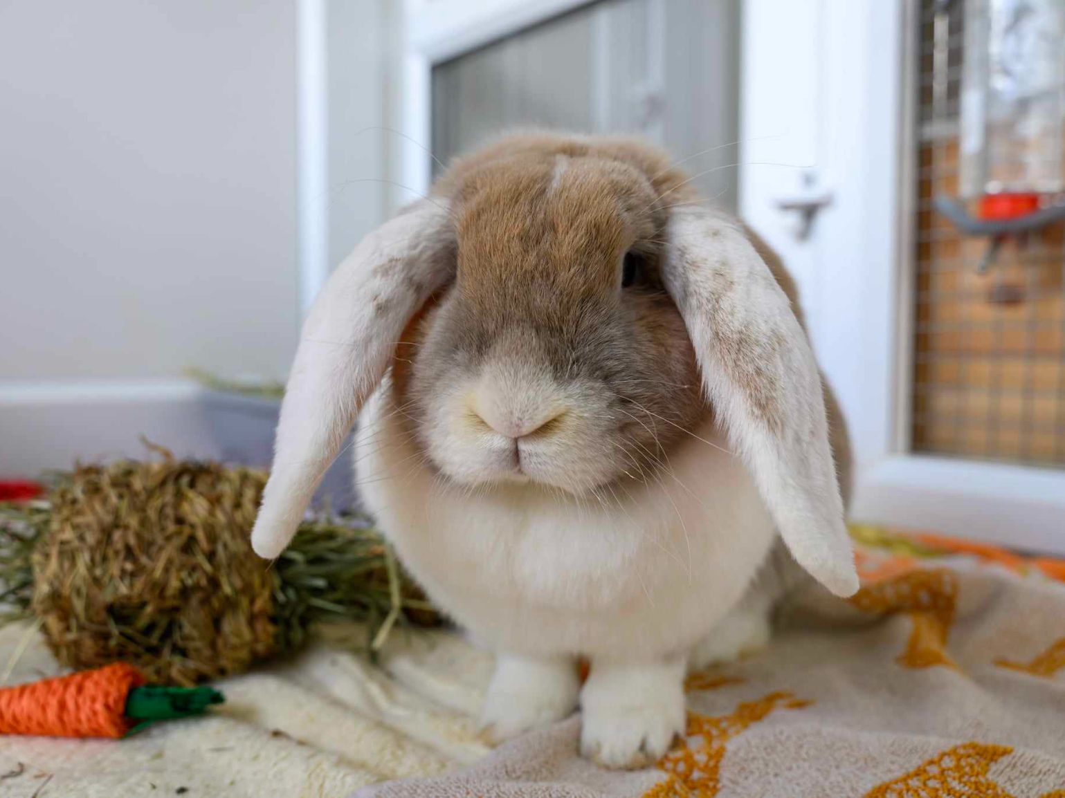 Yvette - Female - 3 years - French lop