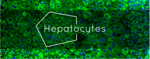 hepatocytespng