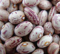 KIDNEY BEANS