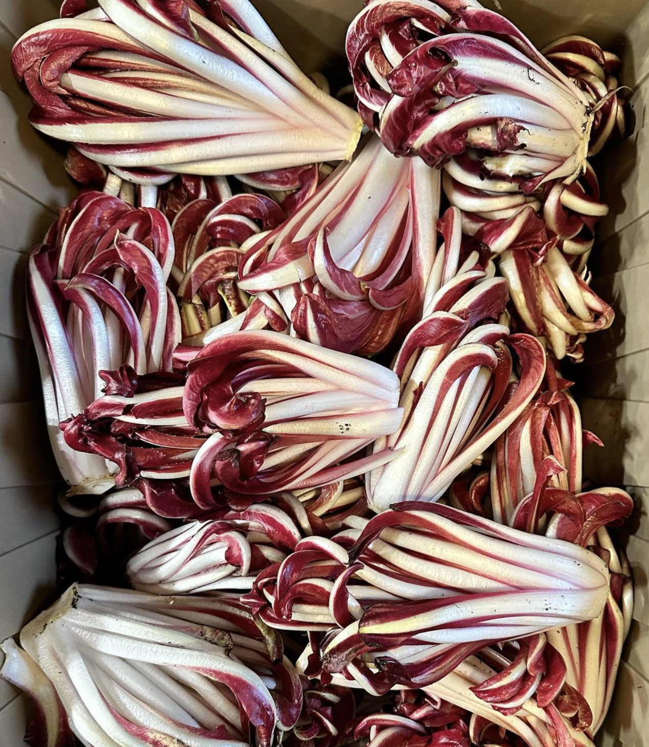 We harvested our first Tardivo di Treviso radicchio.