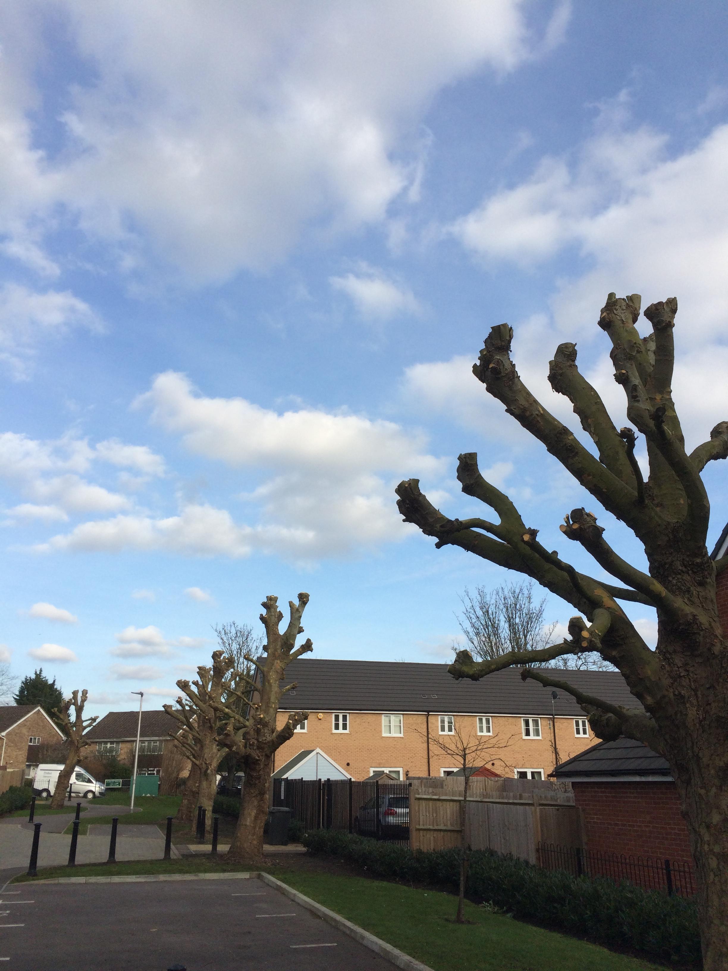 RePollard London Plane Trees