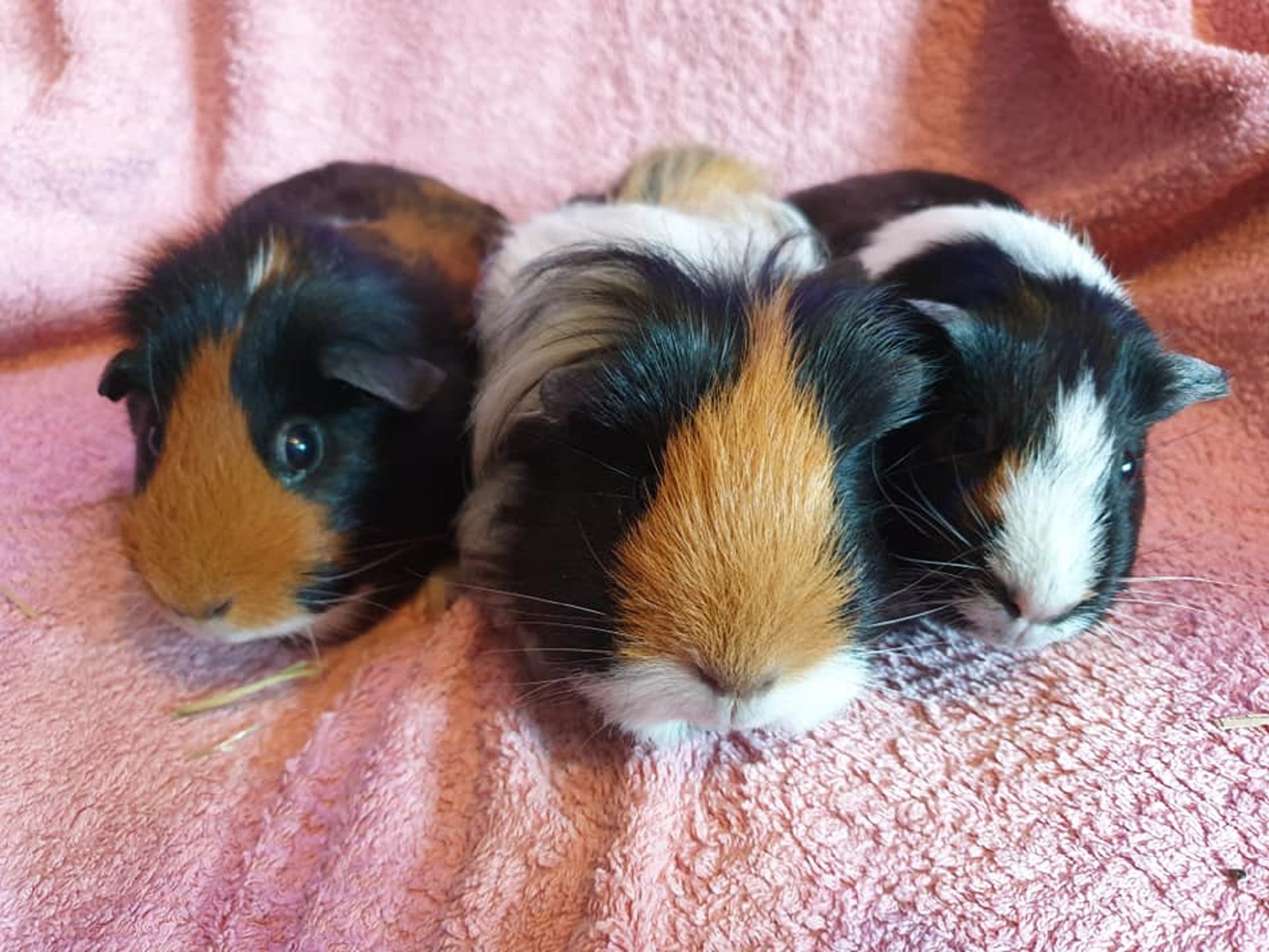 PEBBLES, SPIKE & SQUEAK July 27th 2021