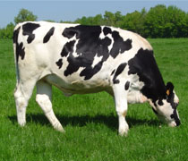 HOLSTEIN HEIFERS COW