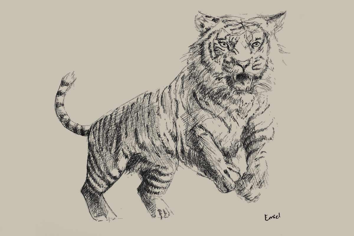 Potlood tekening van een tijger met een taupe kleurige achtergrond