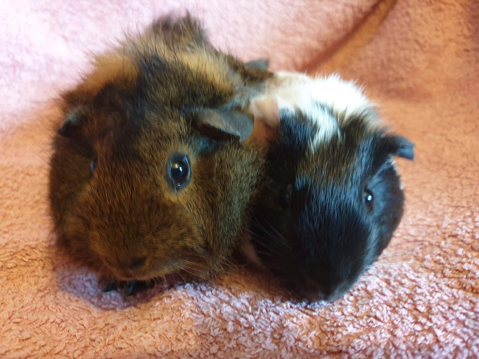 Blossom & Poppy (Reserved - being Fostered)