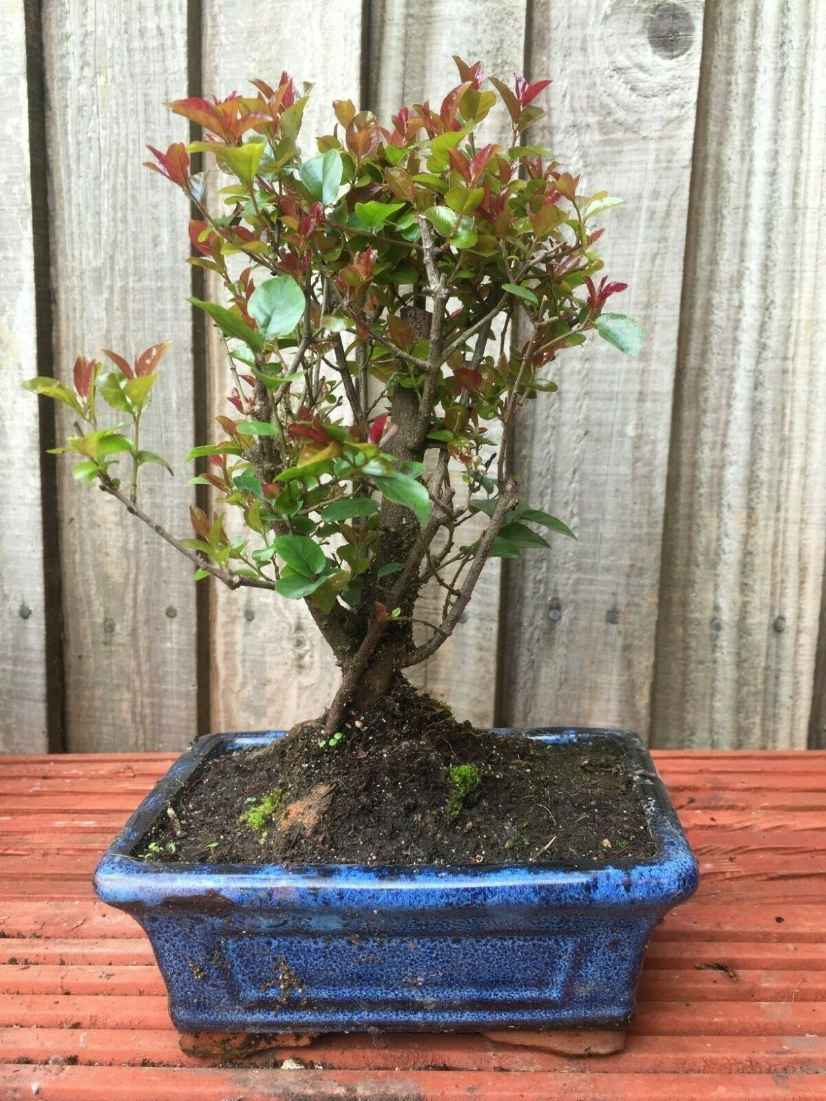 Indoor/Outdoor Bonsai Trees, Soils, Ceramics, Fertilisers and