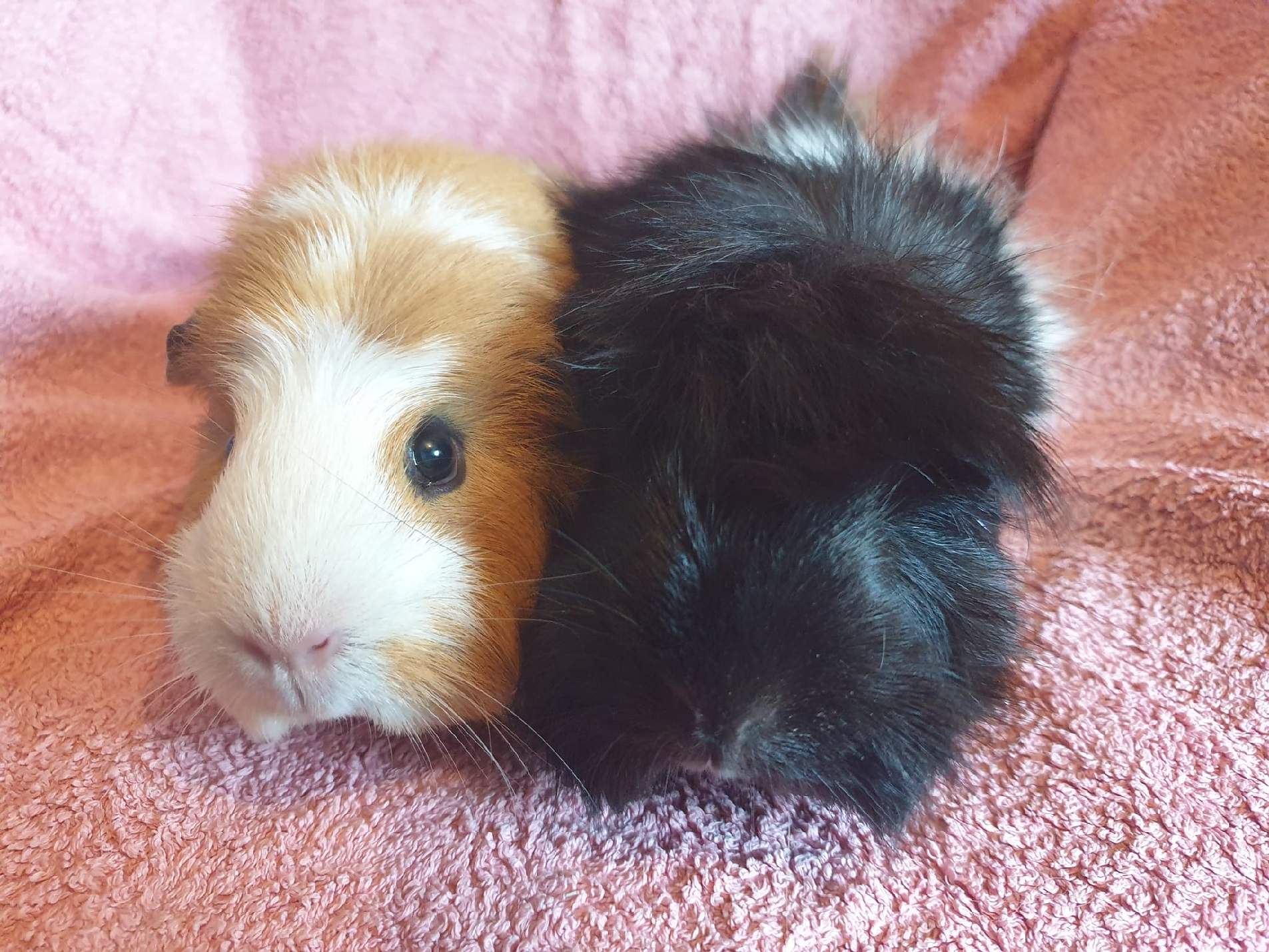 BUTTERNUT & SQUASH (LILLY & PIPPY) April 30th 2023