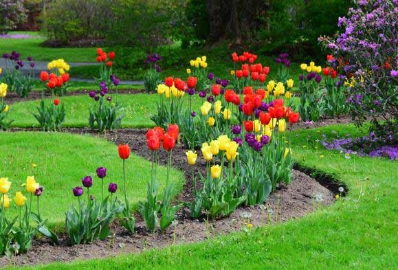 tulips-garden-design-spring-flowers-1 crop.jpg