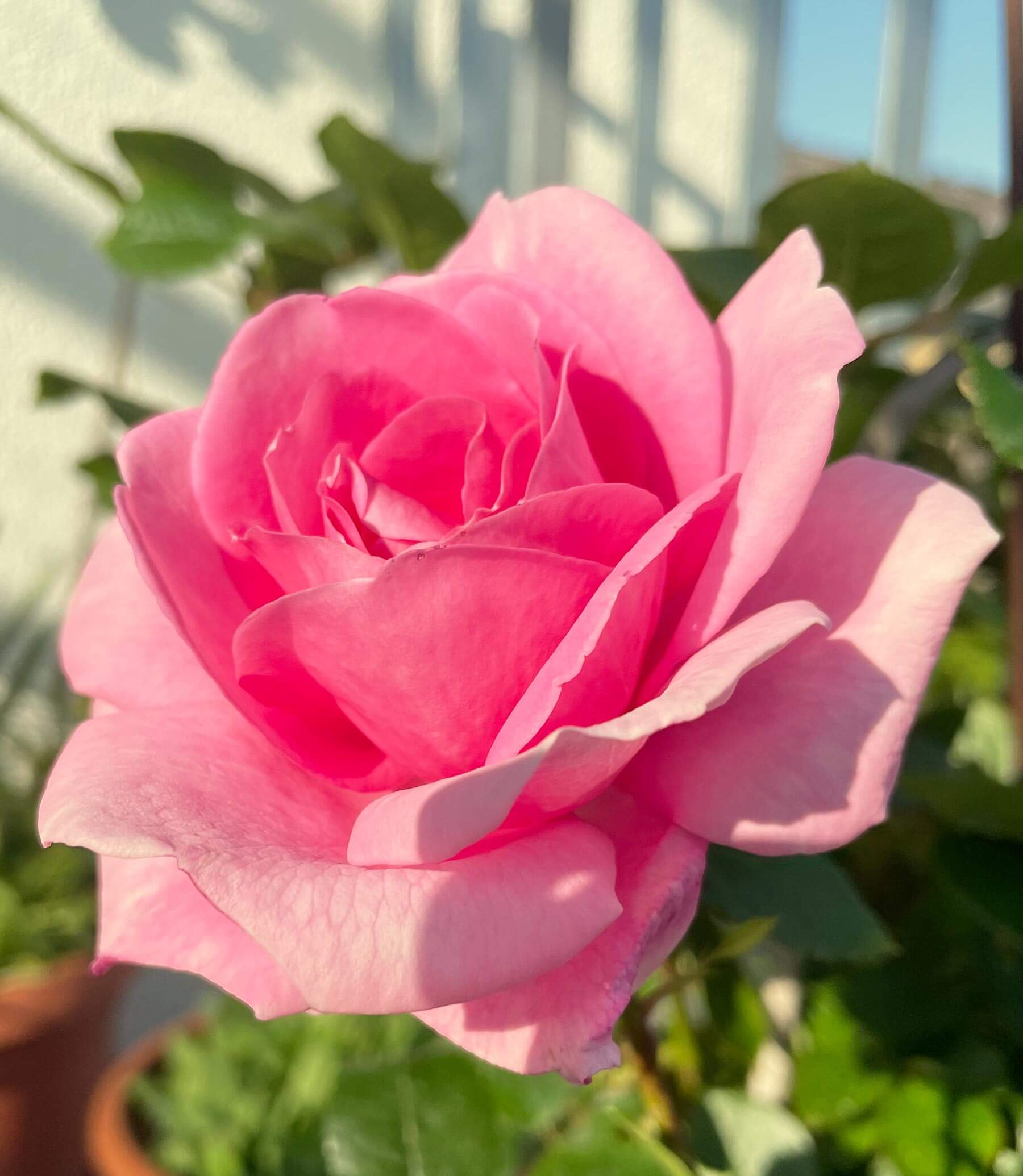 Foto einer pinken Rose