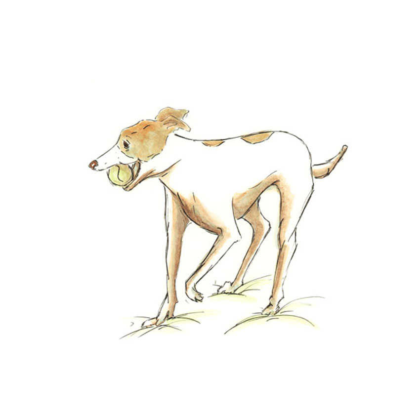 Dog Watercolour Pencil & Ink Illustration.