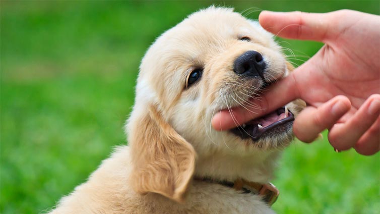 MOUTH MANNERS: Why Puppies Bite and What To Do About It