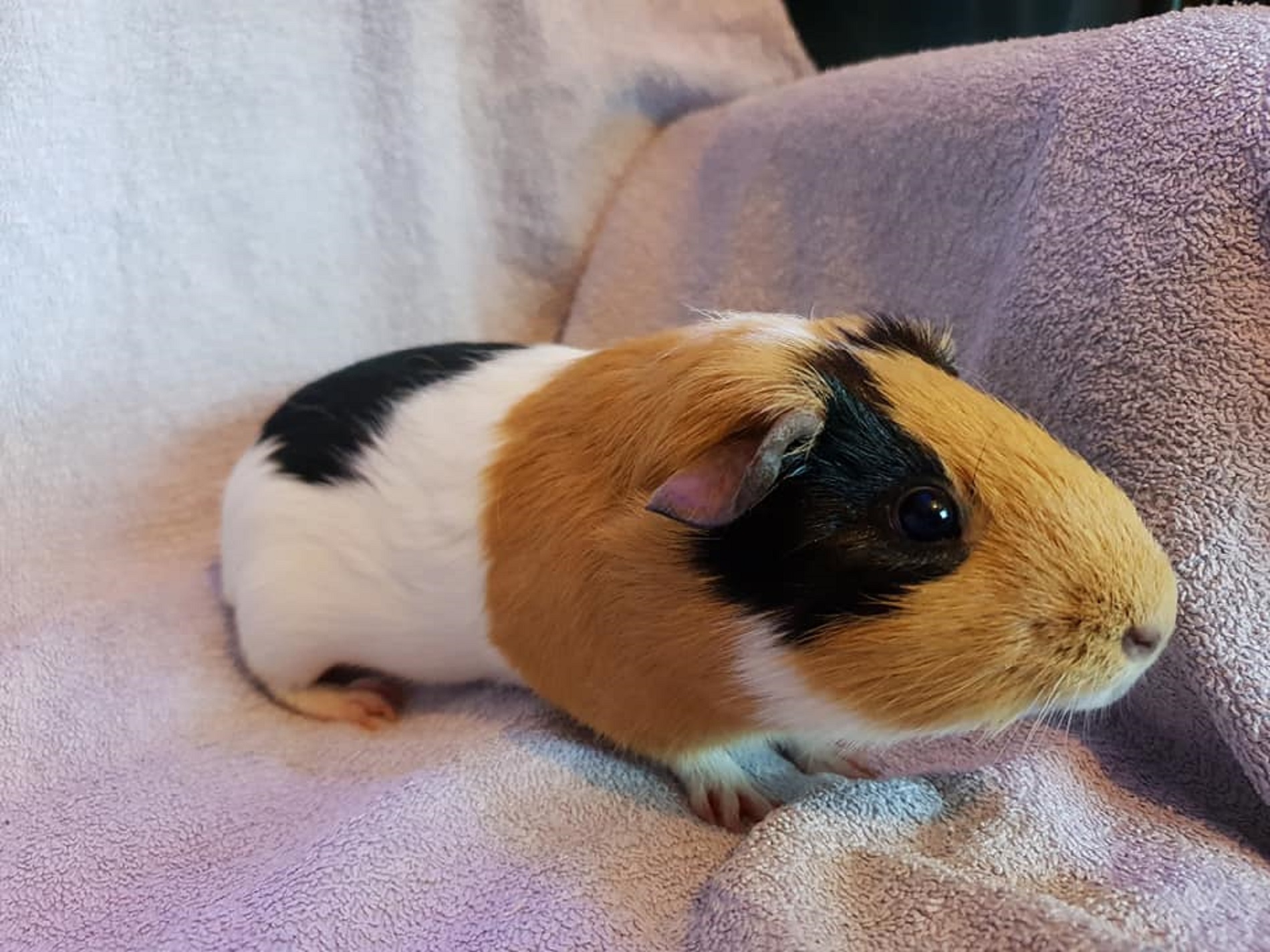 SPUTNIK (was TOFFEE)Aug 18th 2018 to May 14th 2024