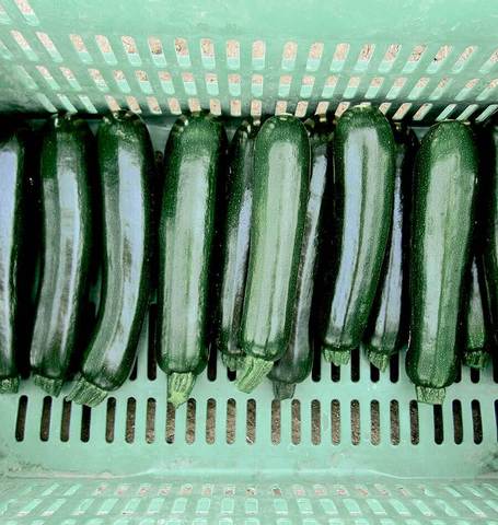 10 Things to do with Zucchini