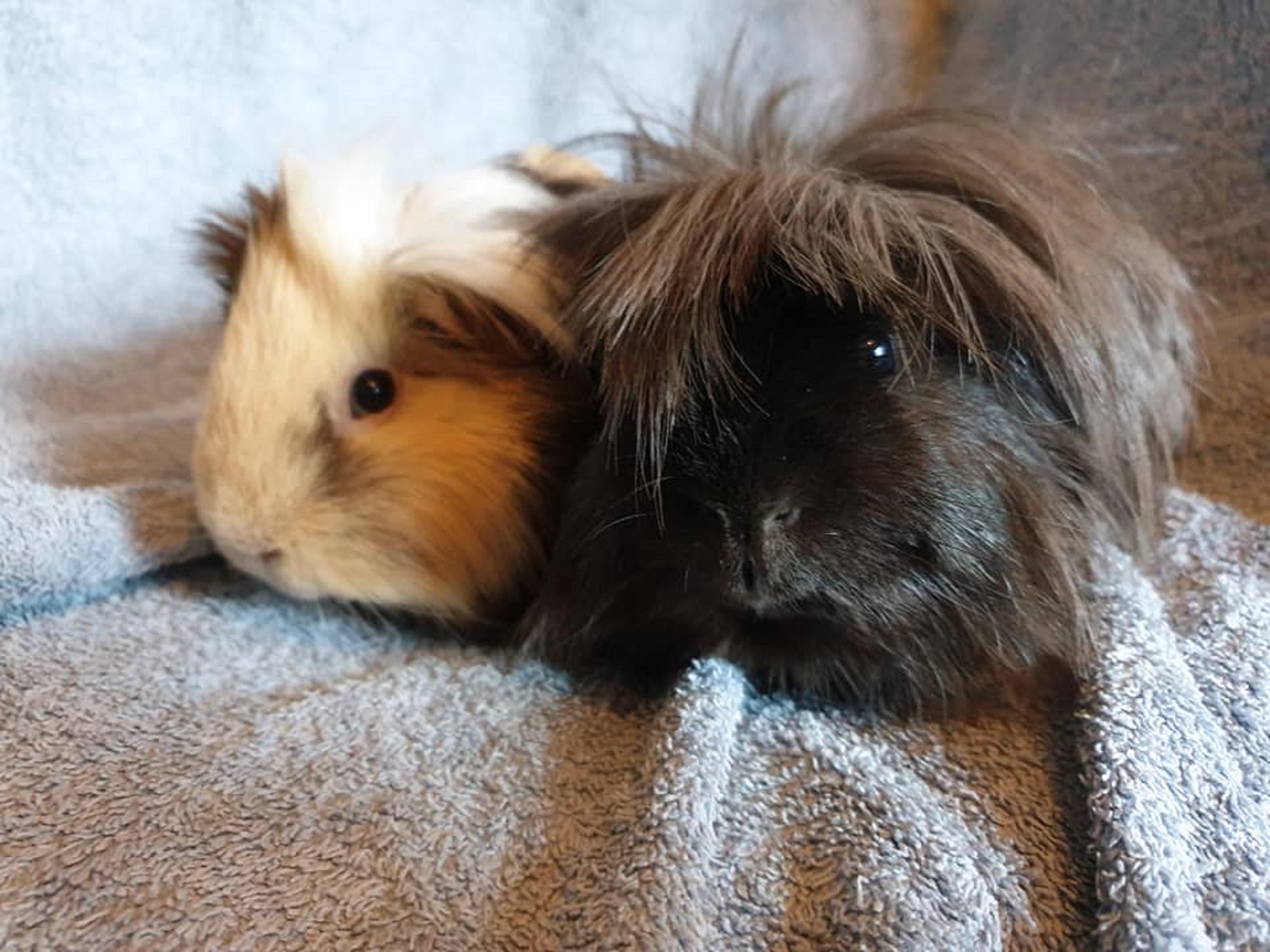 BEN & COCONUT (was FLUFFY) May 6th 2020