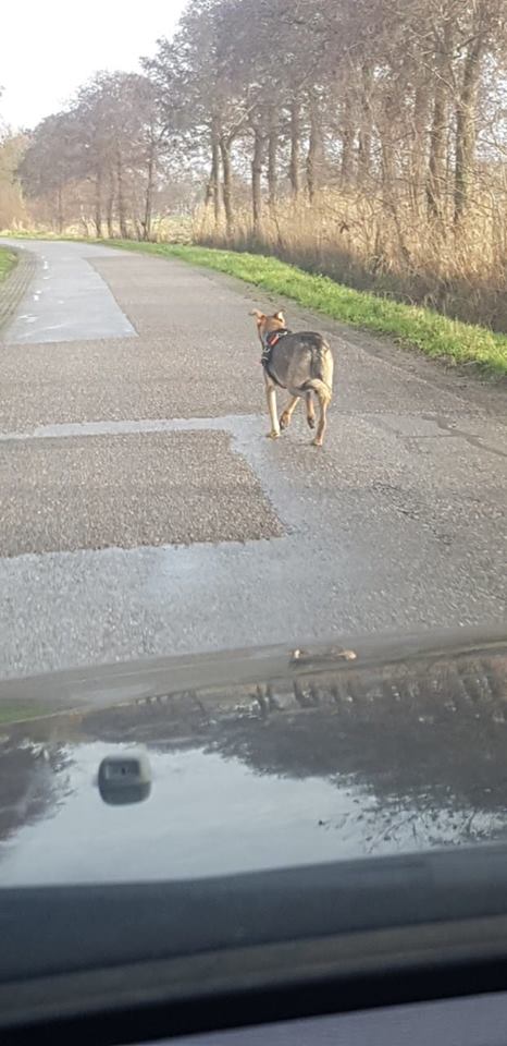 hond uit franeker jpg