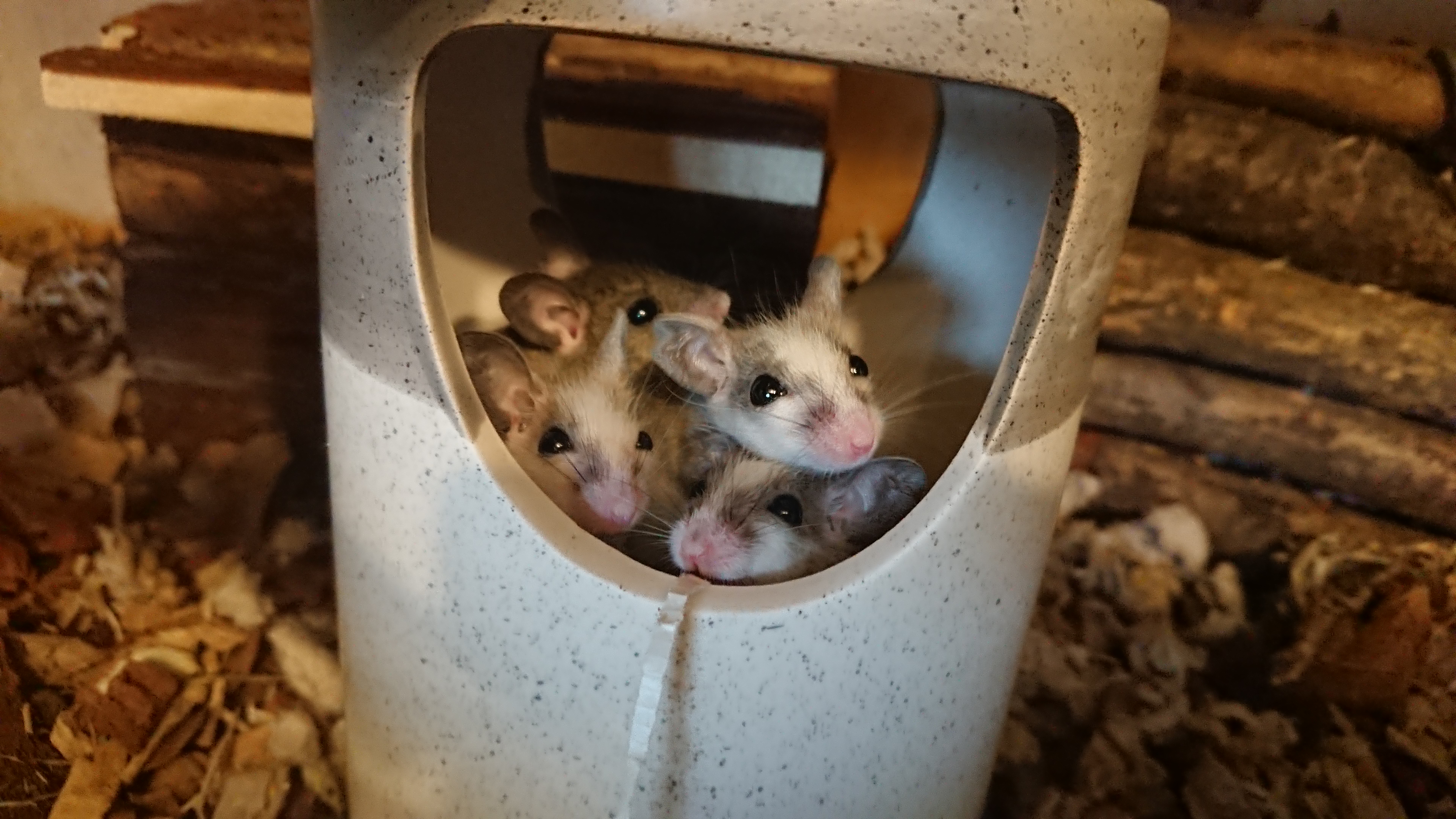 Multimammate mice - 20 weeks old - all female
