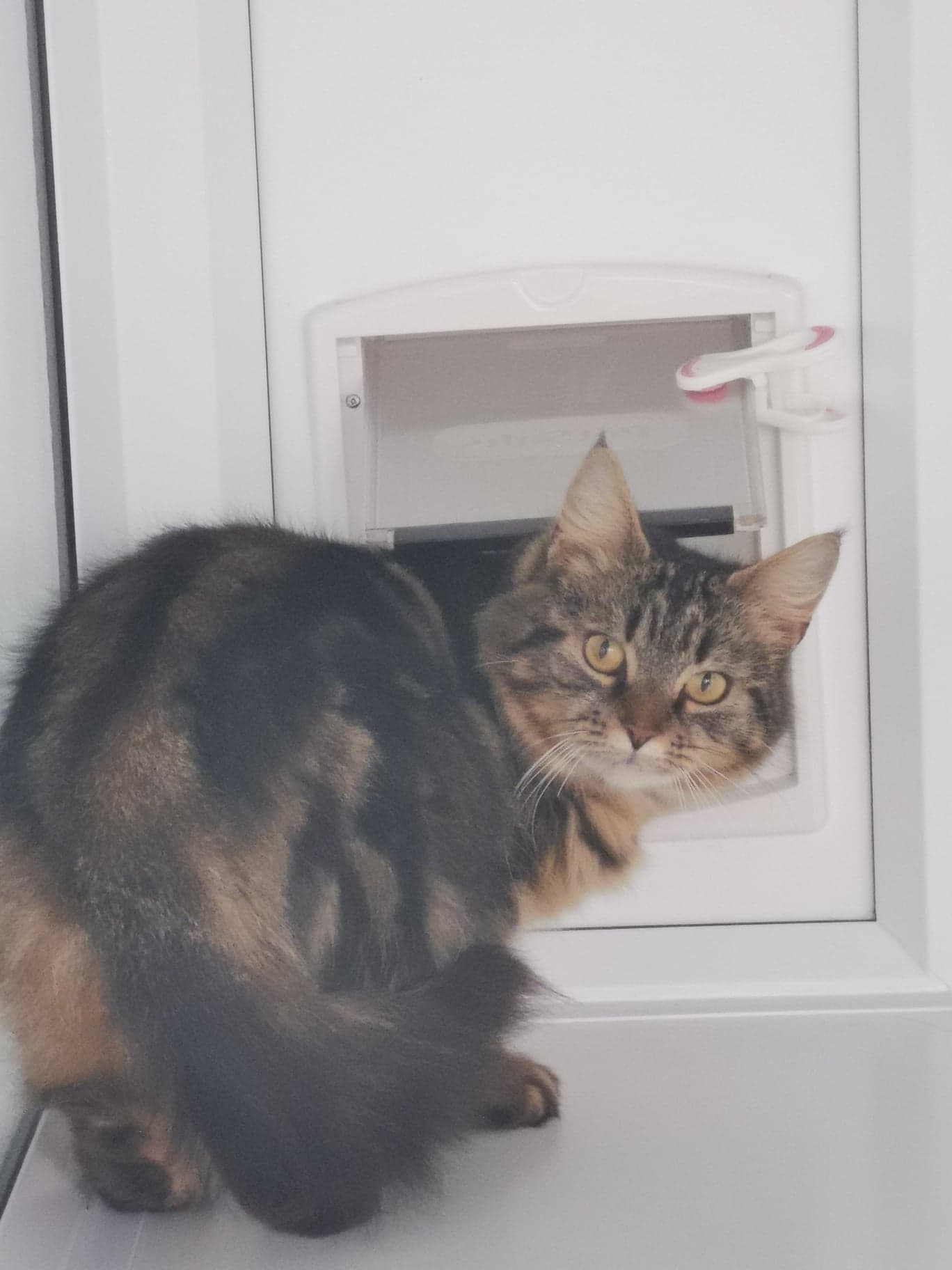 RSPCA Worcester Cats Animal Welfare Animal Cruelty Animal Charity