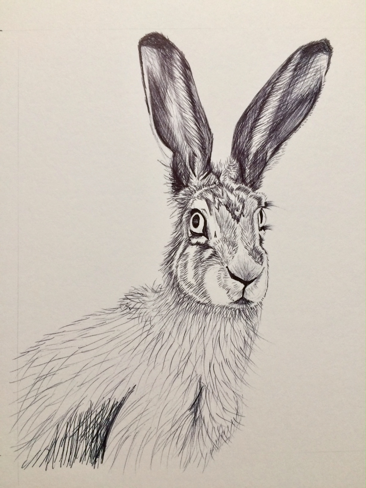 Hare drawing in biro