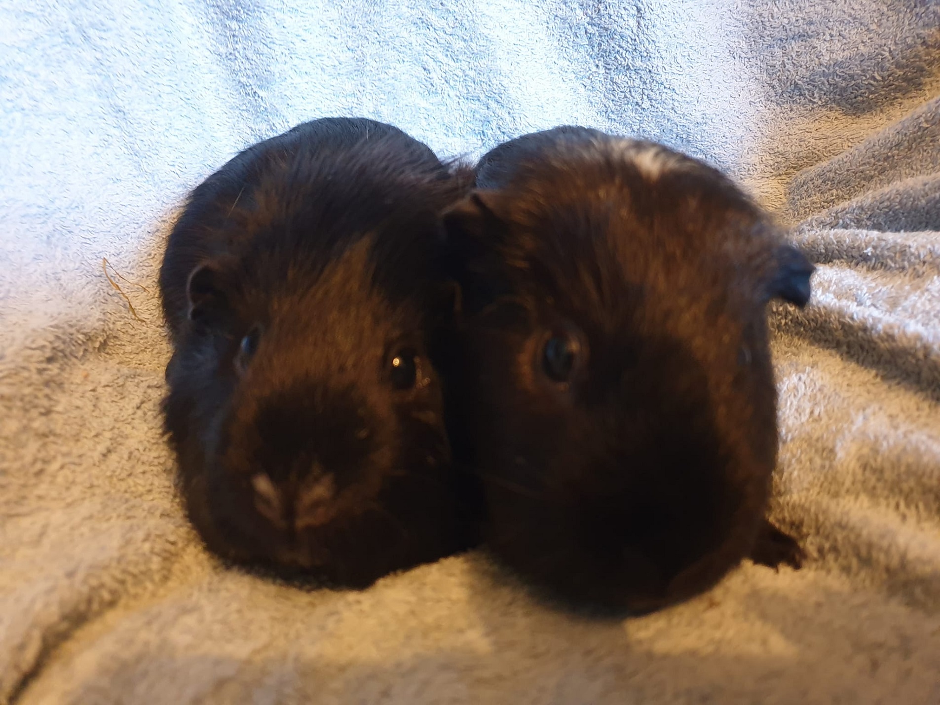 BLACKIE & TITCH October 28th 2023