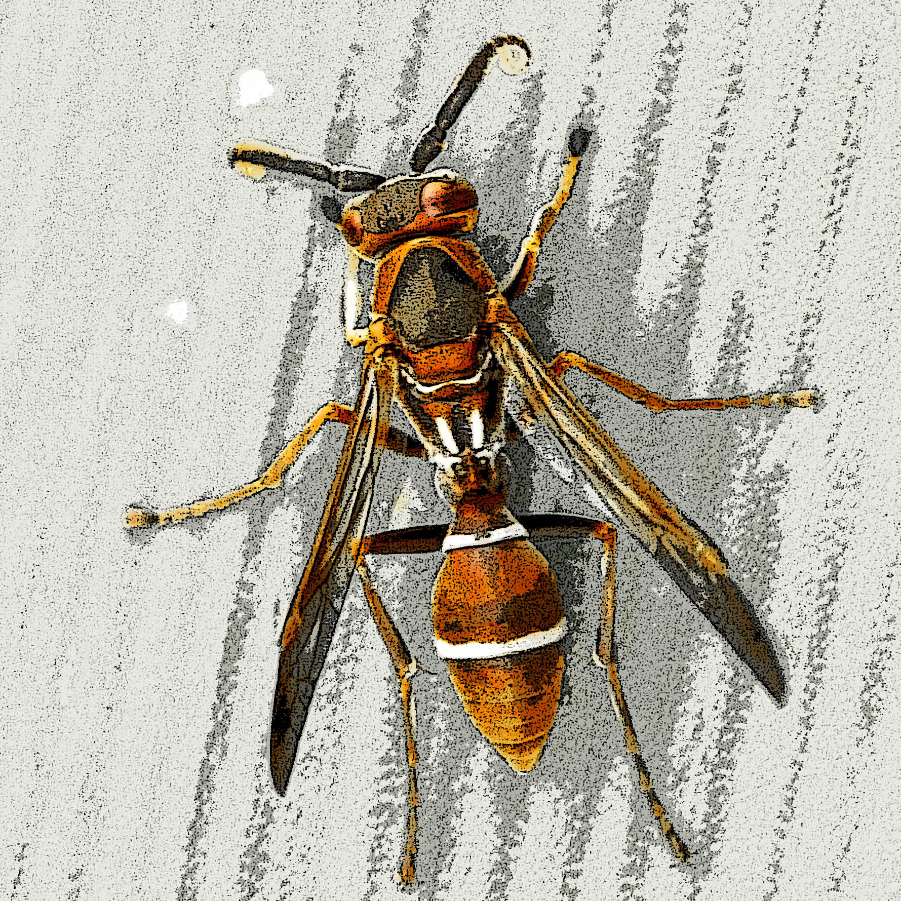 This wasp was 'captured' in Plattenberg Bay, South Africa.