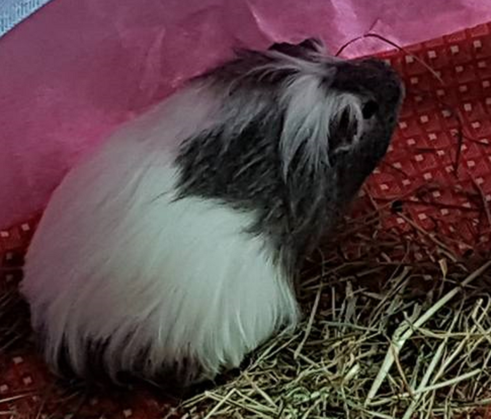 Winnie Pig (was Beatrix) July 11th 2017