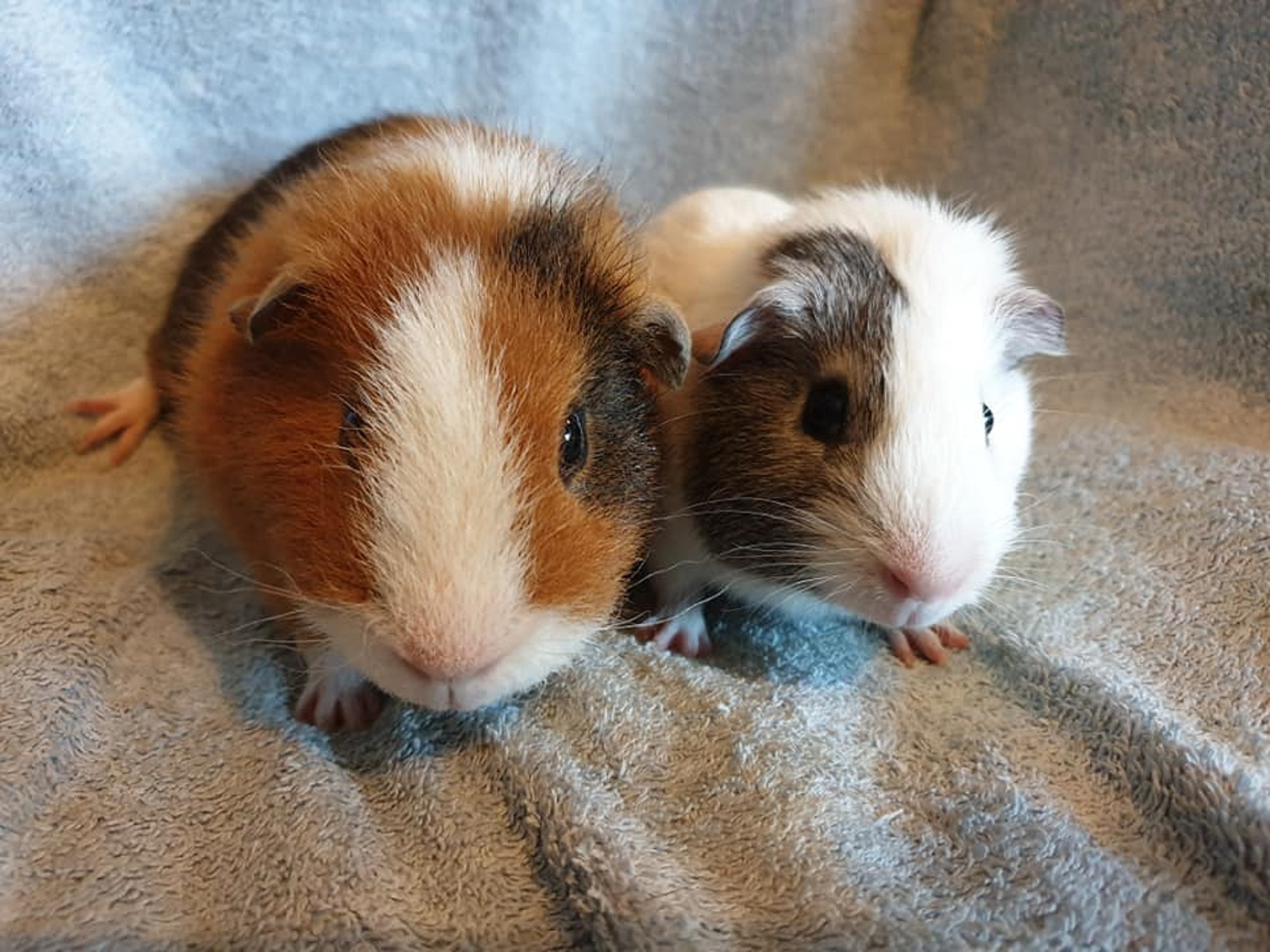 Basil & Herby (were Puffy & Snowy) April 22nd 2020