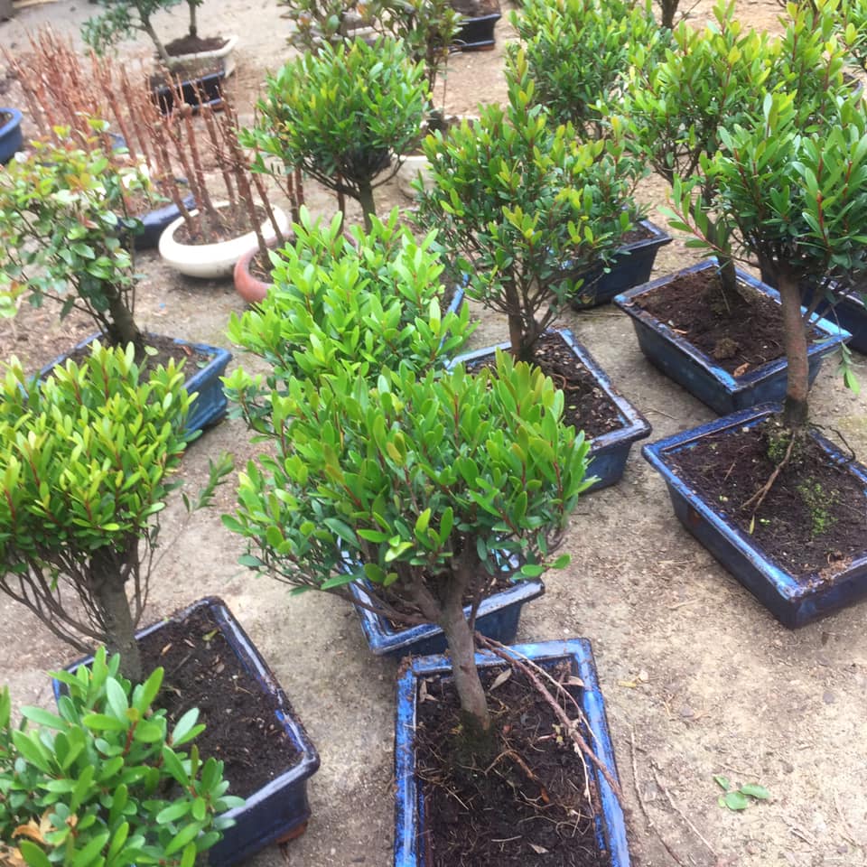 Indoor/Outdoor Bonsai Trees, Soils, Ceramics, Fertilisers and
