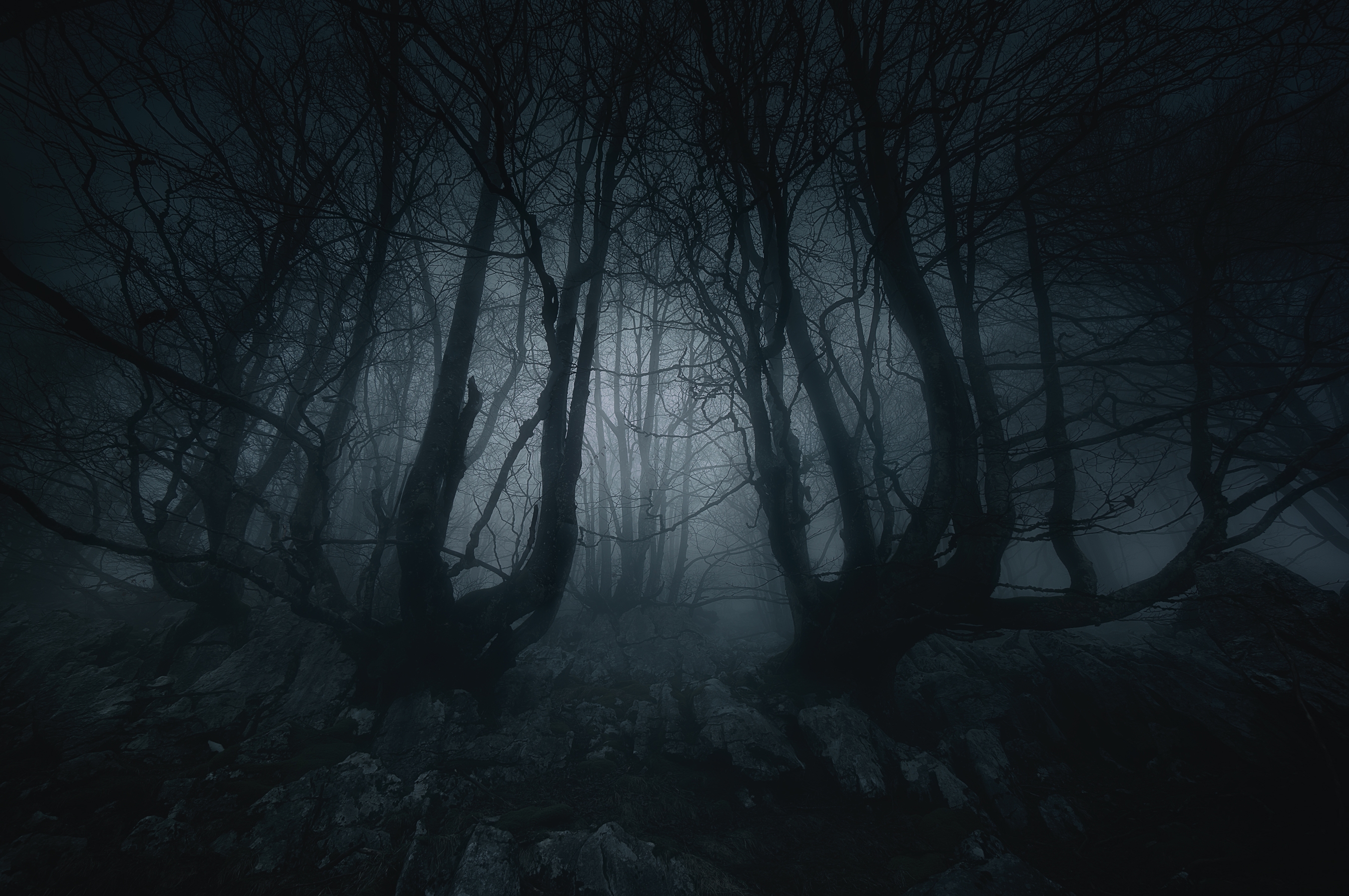 079713130-nightmare-forest-creepy-treesjpeg