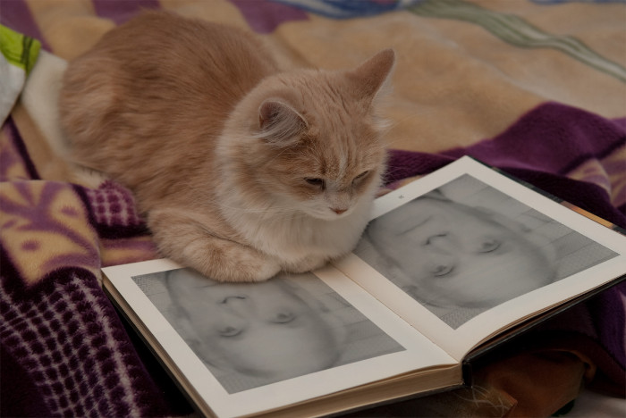 PhotoFunia Smart Kitty Regular 2018-12-23 05 36 21jpgfredjpg