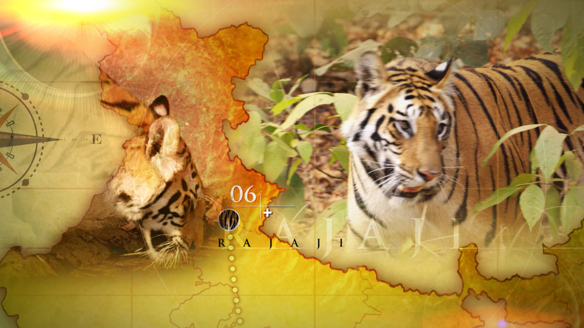 "Counting Tigers", Optimum TV for the Discovery Channel