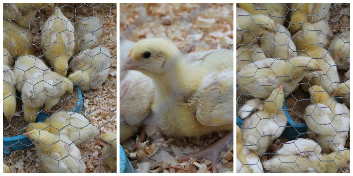 PicMonkey Collage chicks 1200 x 600jpg