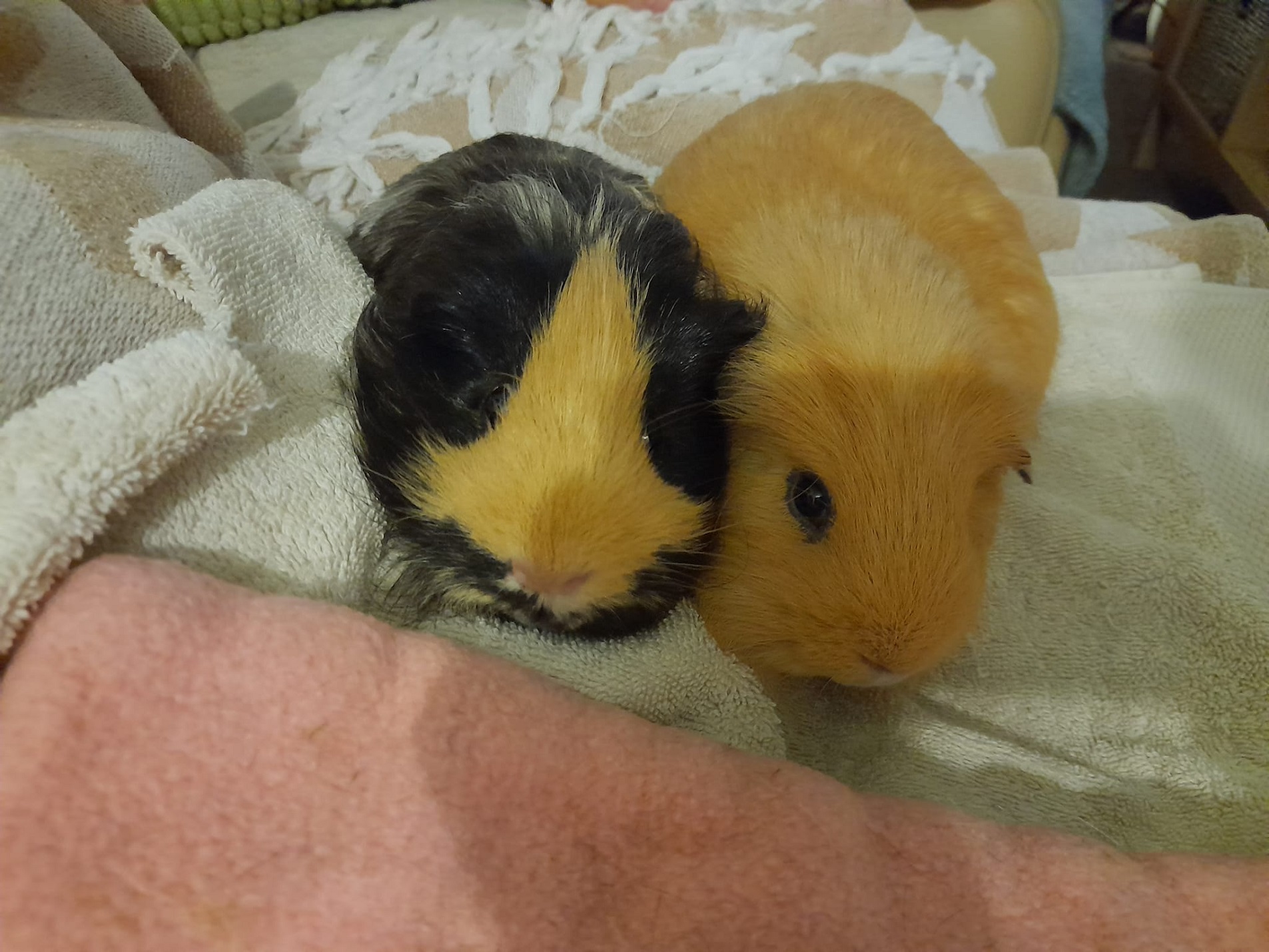 Marble & Fudge (Being Fostered)