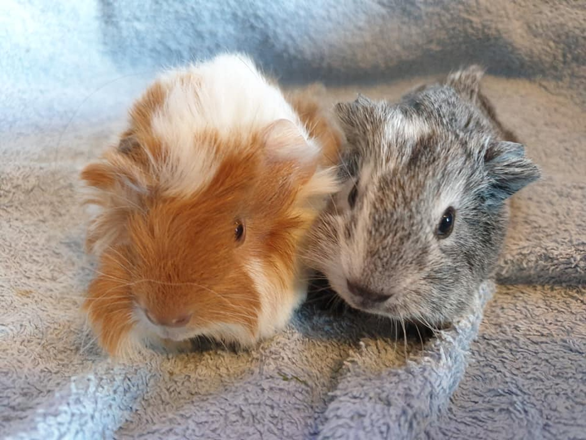 BISCUIT & WINSTON April 10th 2021